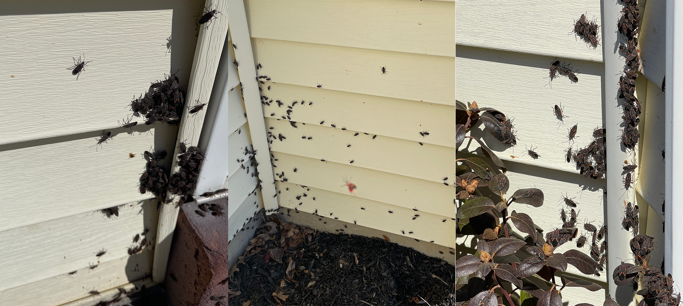 The Spring Invasion of Boxelder Bugs