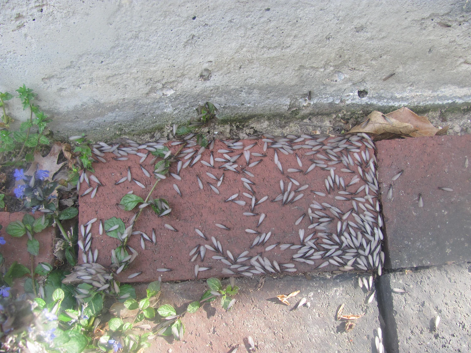 Termites Swarm and Termites Hide