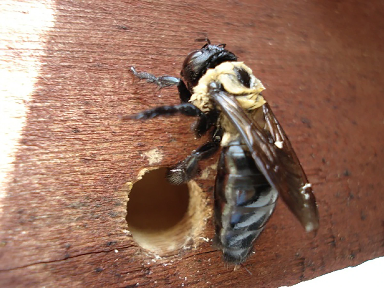 Carpenter Bees Love Wood