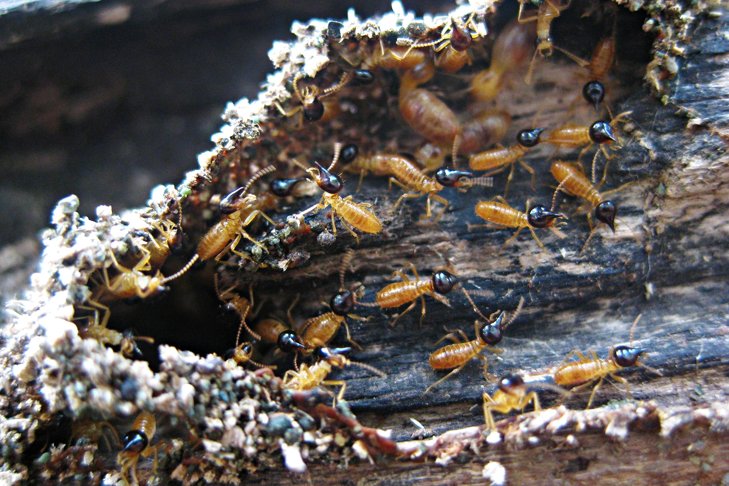 Nasute Termite Soliders